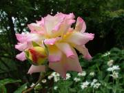 roses et perles matinales par man'Annie